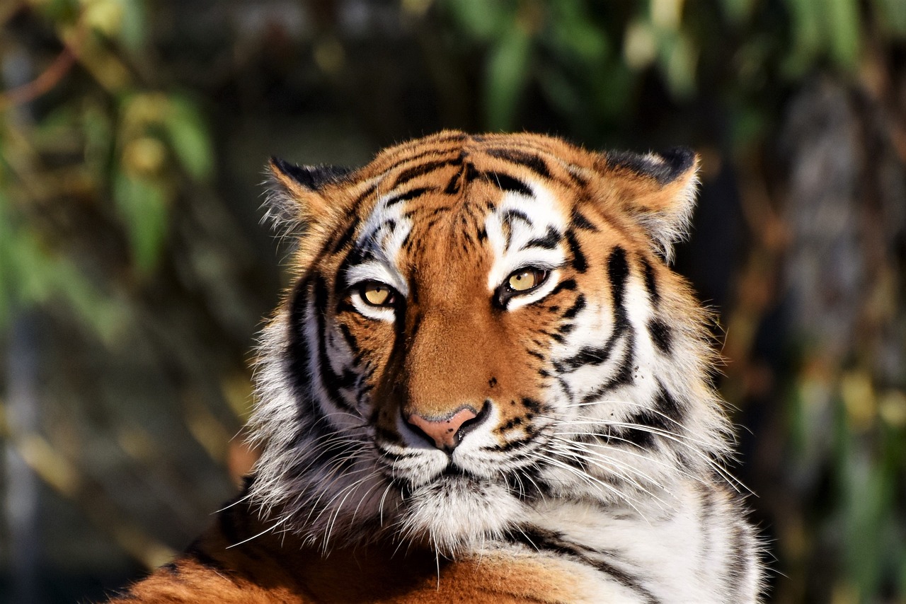 tiger, animal, siberian tiger-3424791.jpg